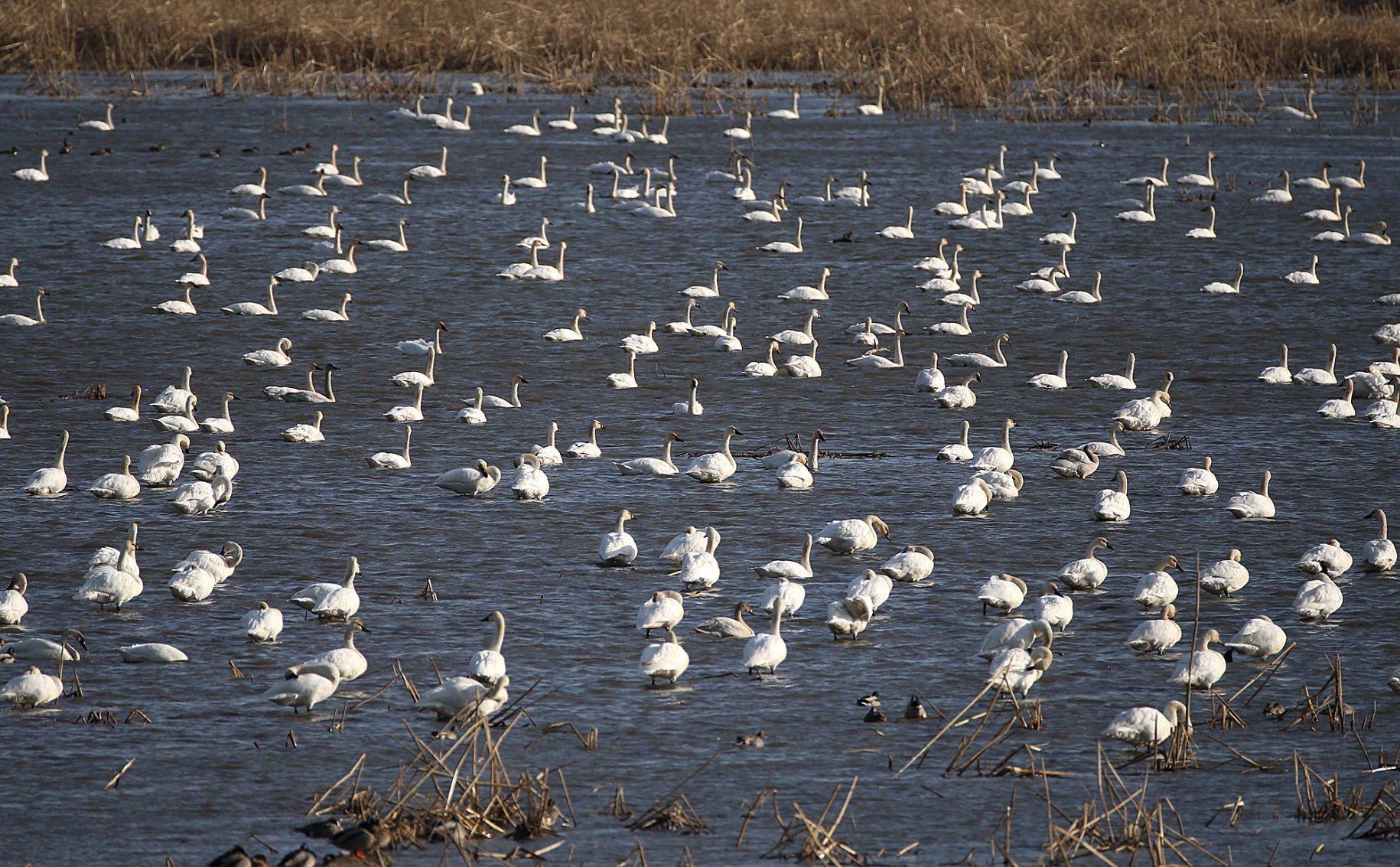 Tundra swan migration